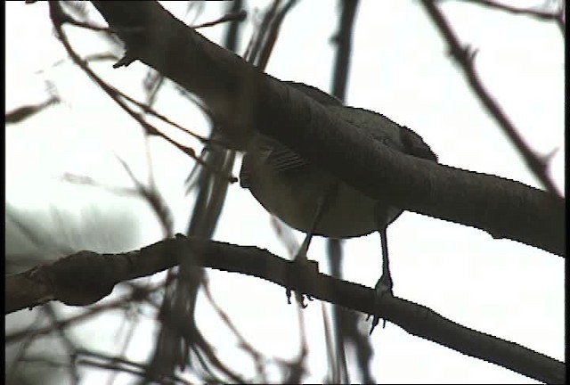 Kurşuni Vireo (plumbeus/gravis) - ML448371