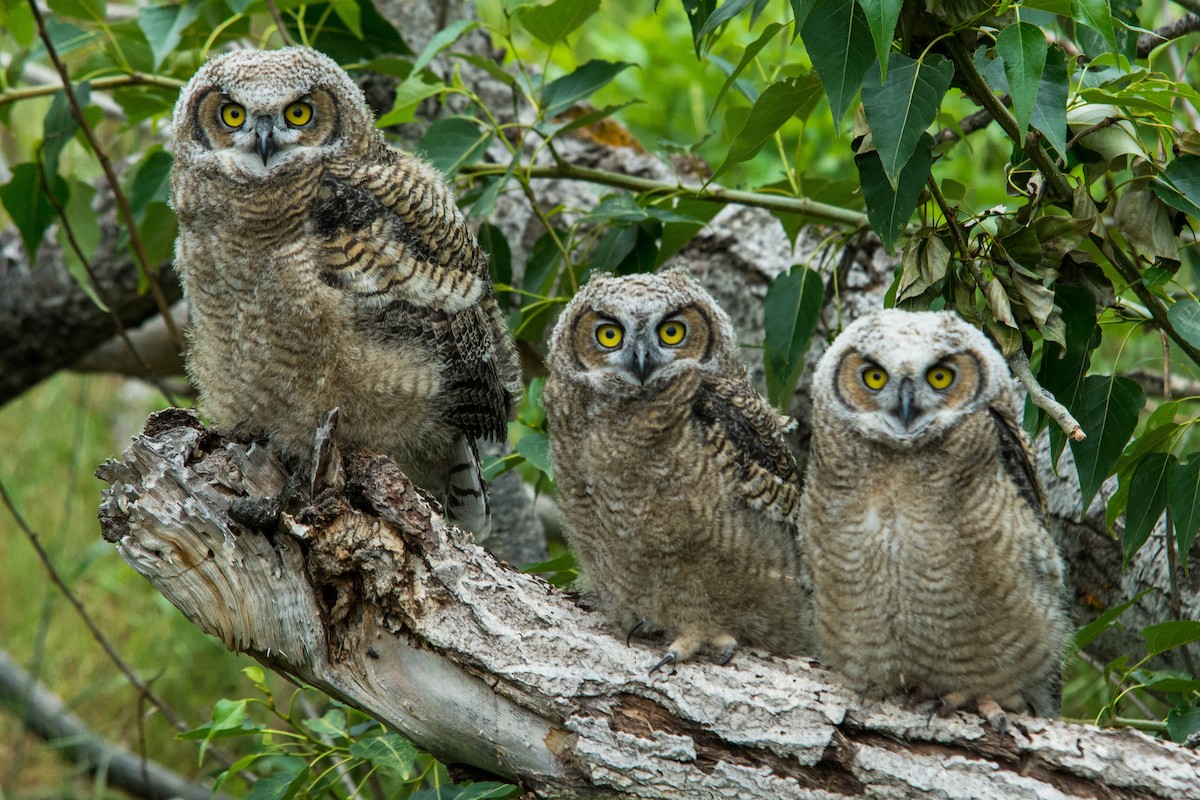 Great Horned Owl - Joshua Little