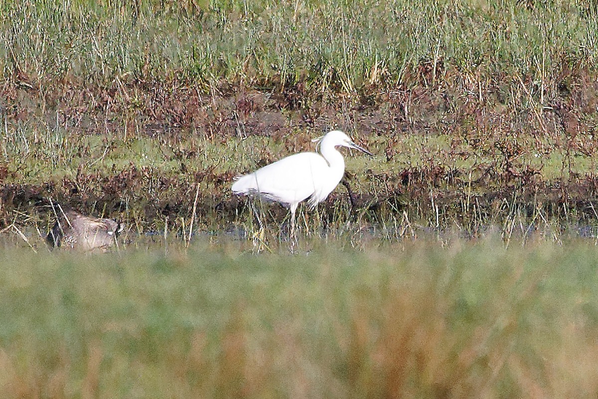 Little Egret - ML448371391