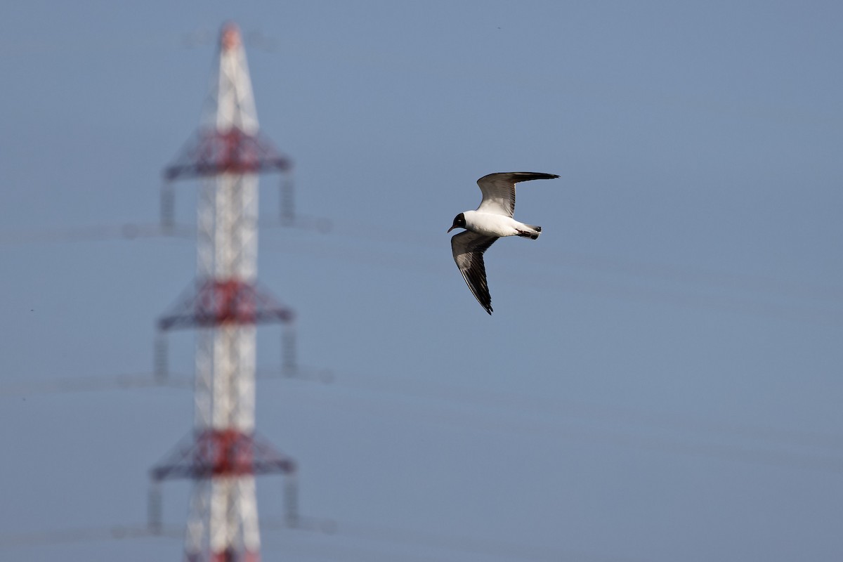 Black-headed Gull - ML448371751