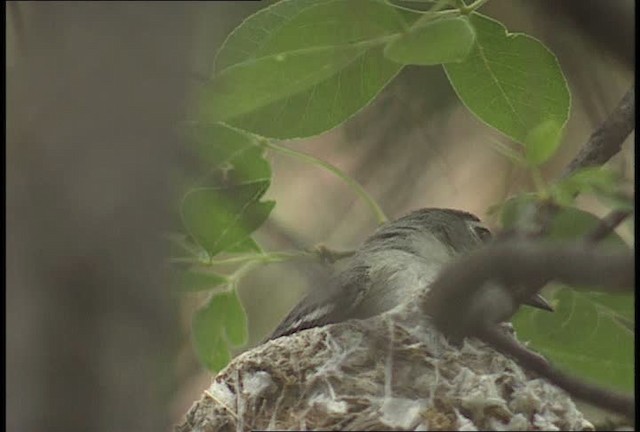 Kurşuni Vireo (plumbeus/gravis) - ML448372