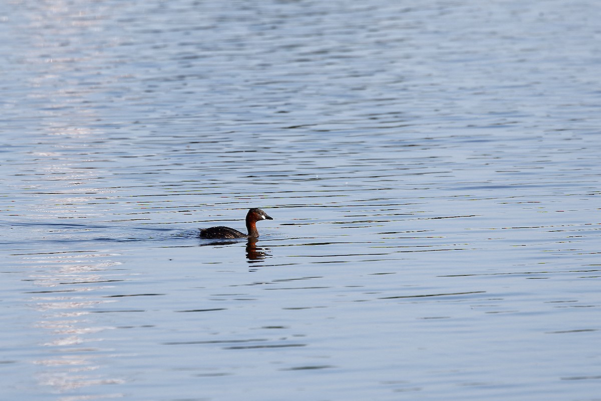 Little Grebe - ML448372121