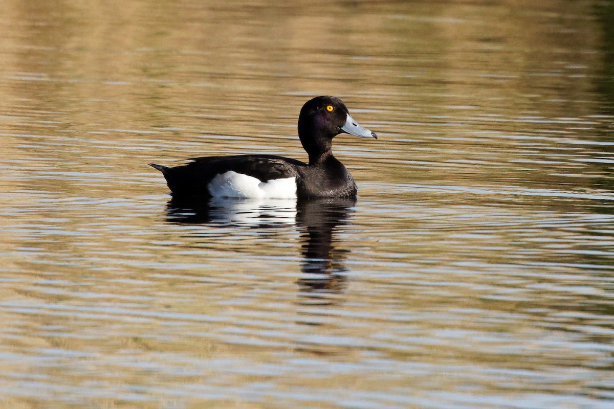 Tufted Duck - ML448372361