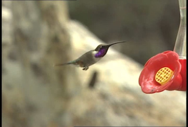 Lucifer Hummingbird - ML448374