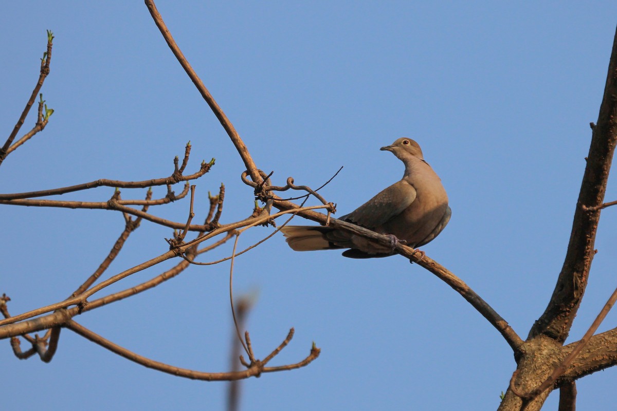 Eurasian Collared-Dove - ML448374191