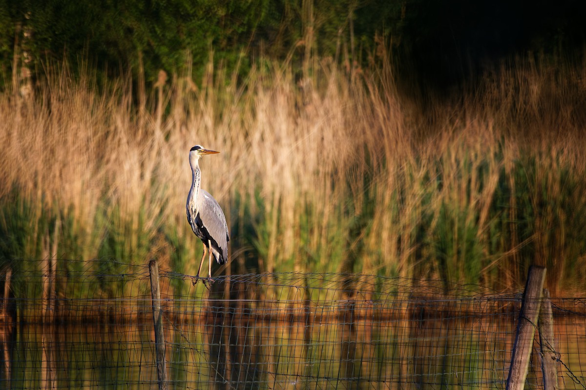 Gray Heron - ML448374481