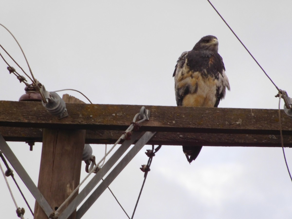 Black-chested Buzzard-Eagle - ML448374871