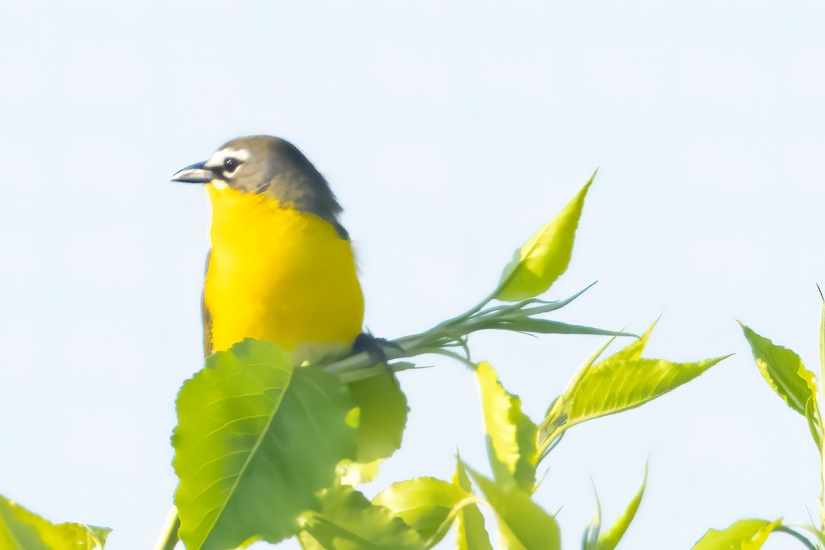 Yellow-breasted Chat - ML448374931