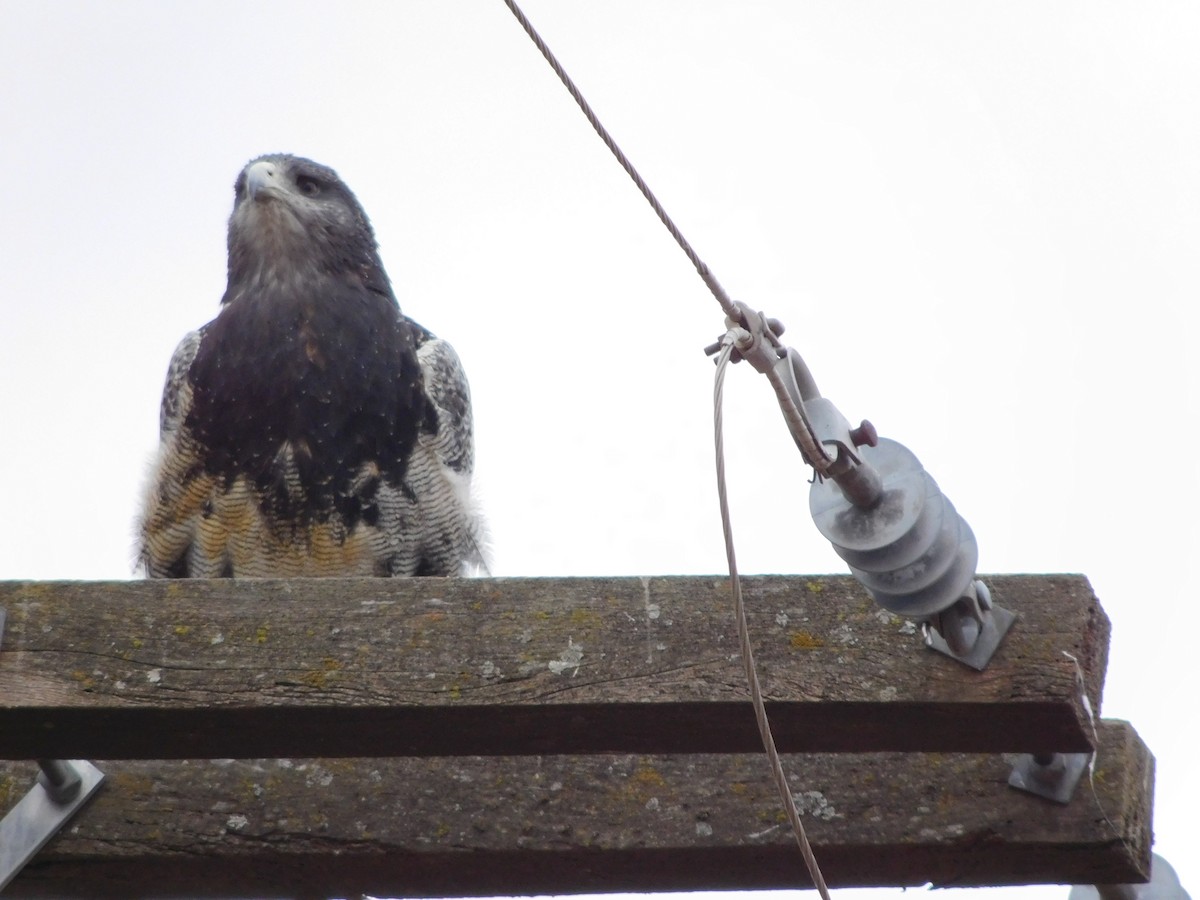 Black-chested Buzzard-Eagle - ML448375191