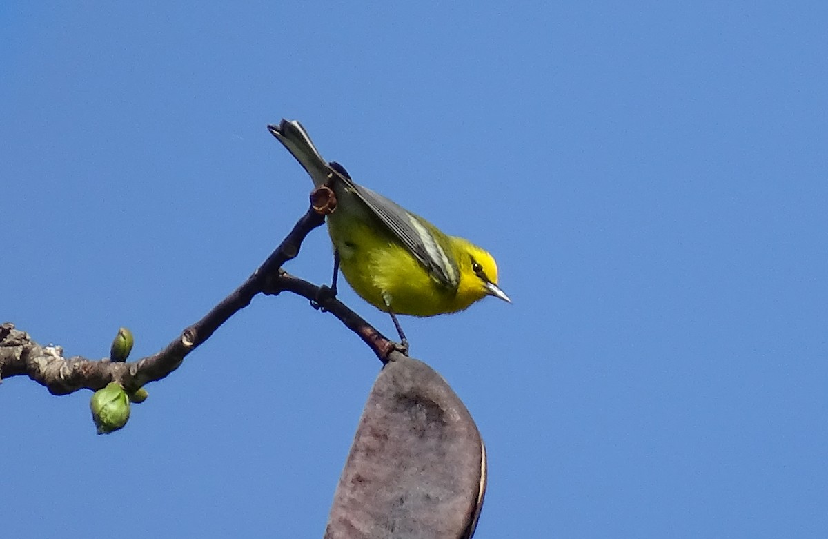 Blauflügel-Waldsänger - ML448375231