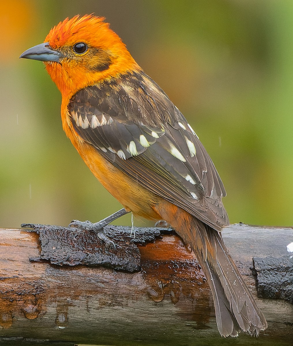 Flame-colored Tanager - ML448375331