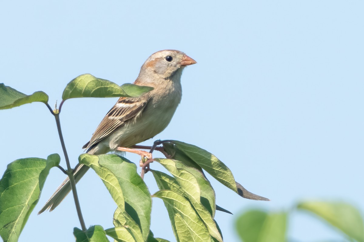 Field Sparrow - ML448375351