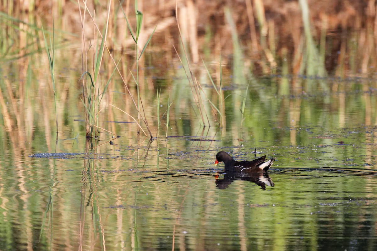 Eurasian Moorhen - ML448375441