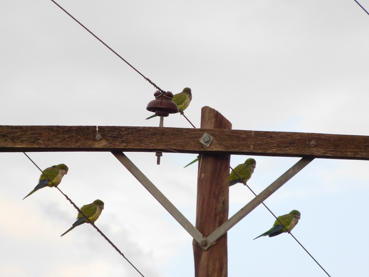 Monk Parakeet - ML448375561