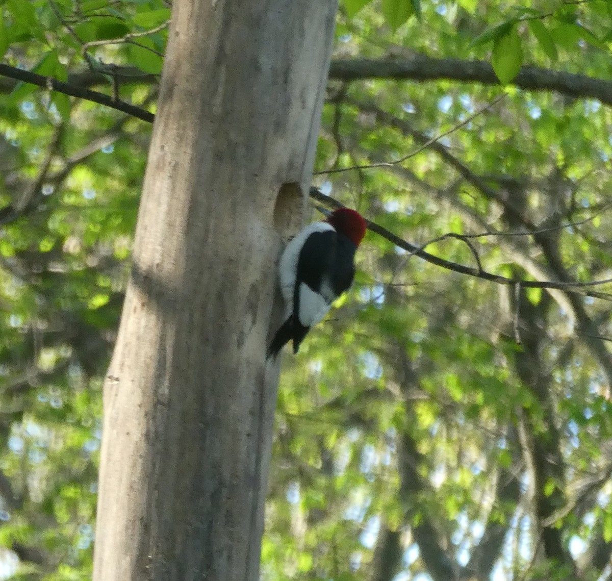 Red-headed Woodpecker - ML448375881