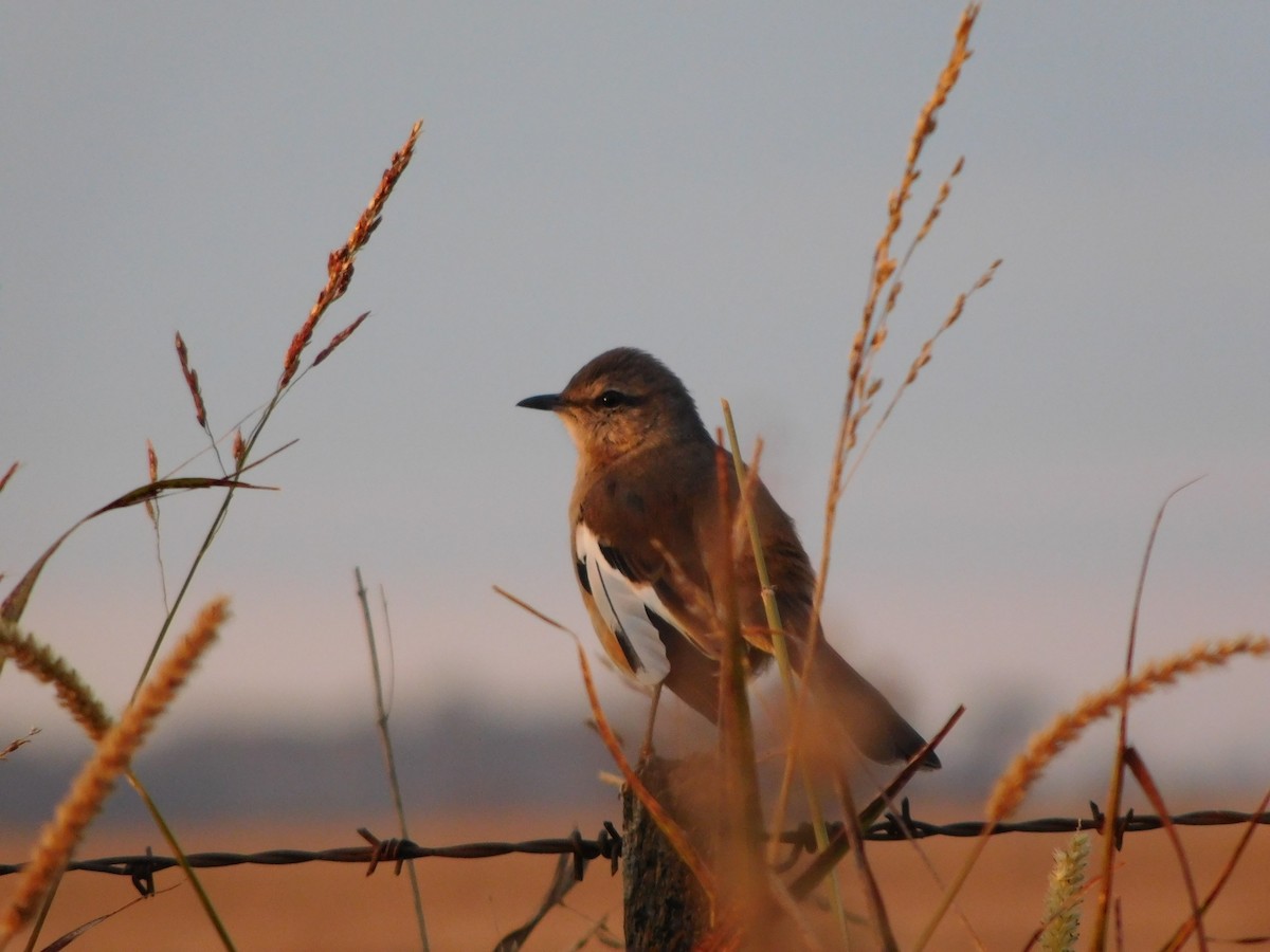 White-banded Mockingbird - Juan Martín Fernandez Cecenarro