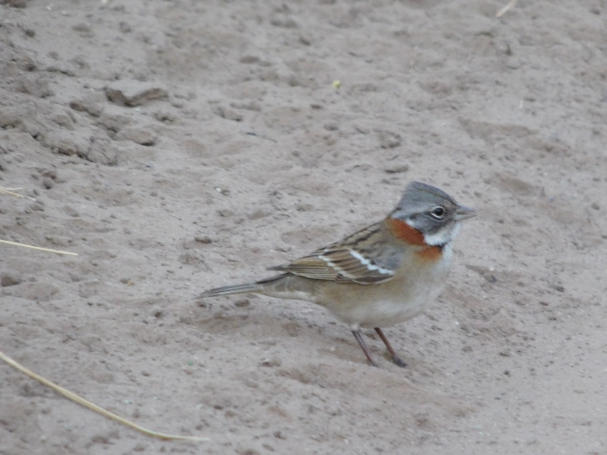 Rufous-collared Sparrow - ML448376211