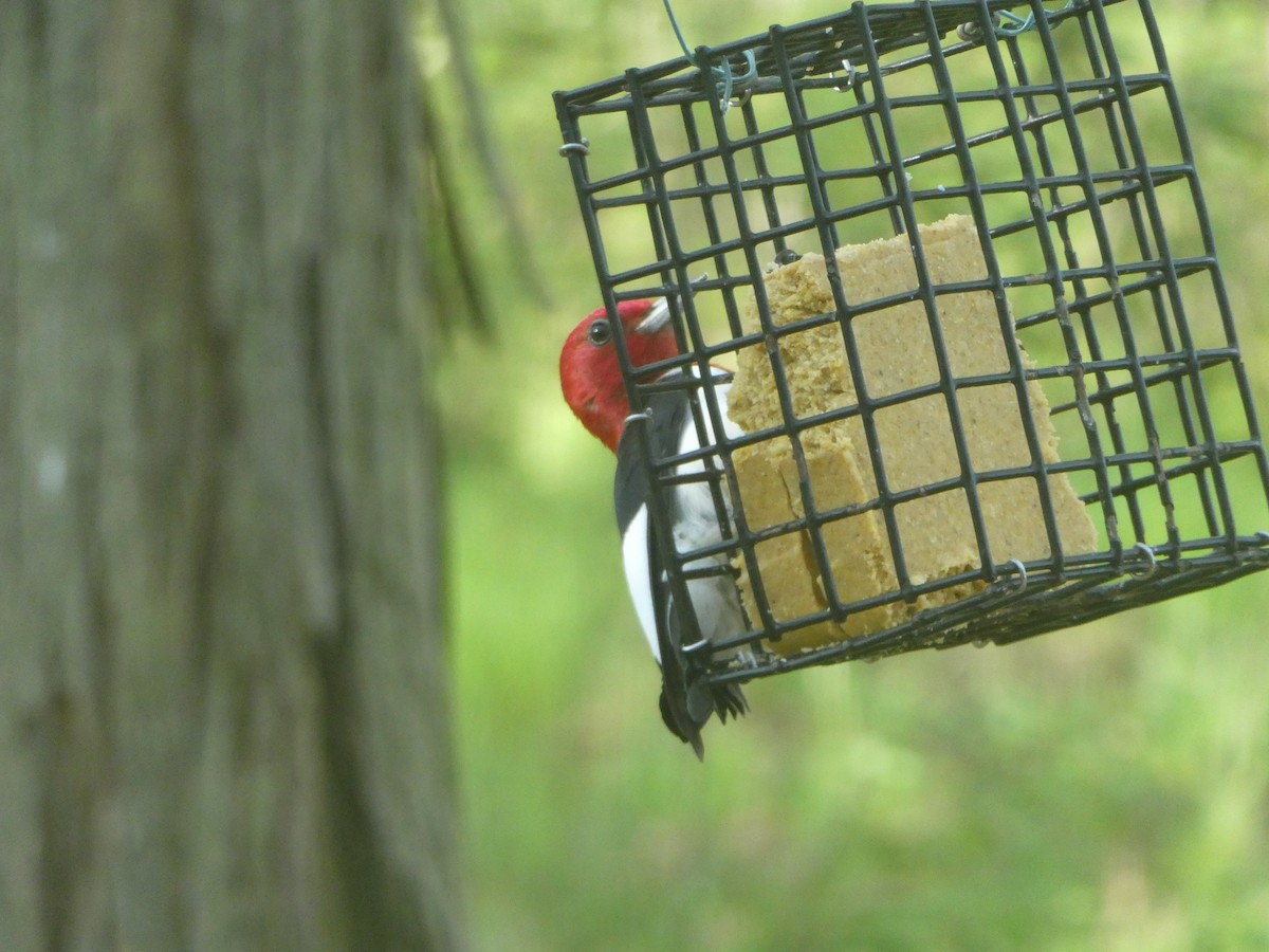 Red-headed Woodpecker - ML448376241
