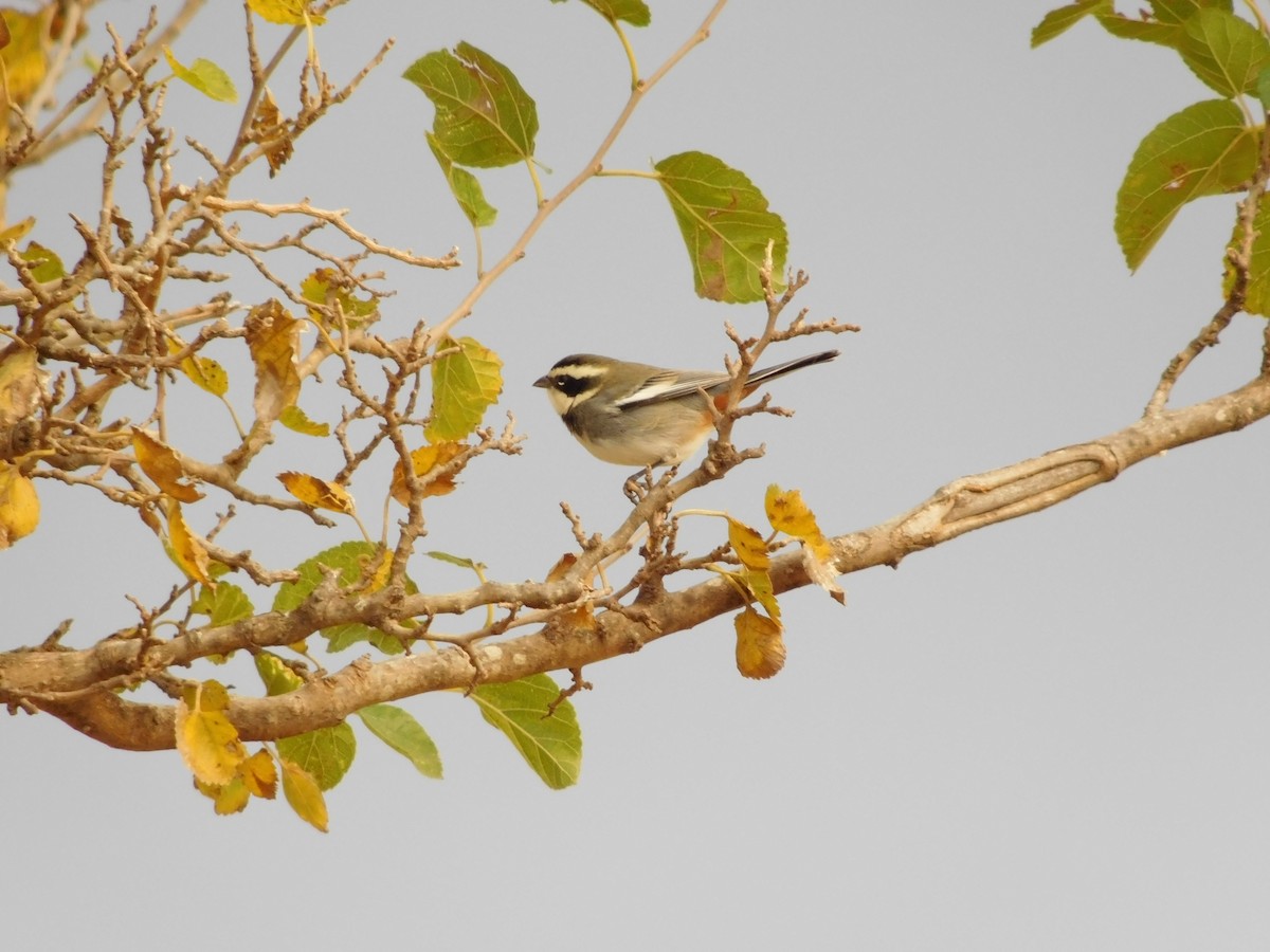 Ringed Warbling Finch - ML448376311