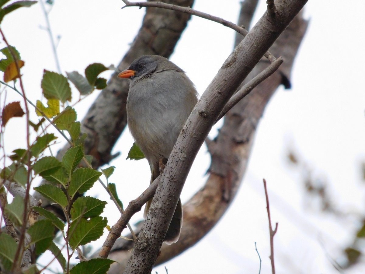 Great Pampa-Finch - ML448376471