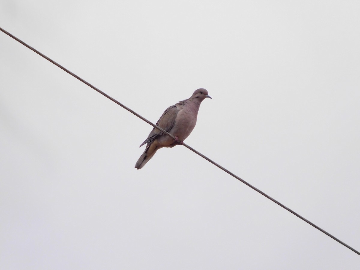 Eared Dove - ML448377241