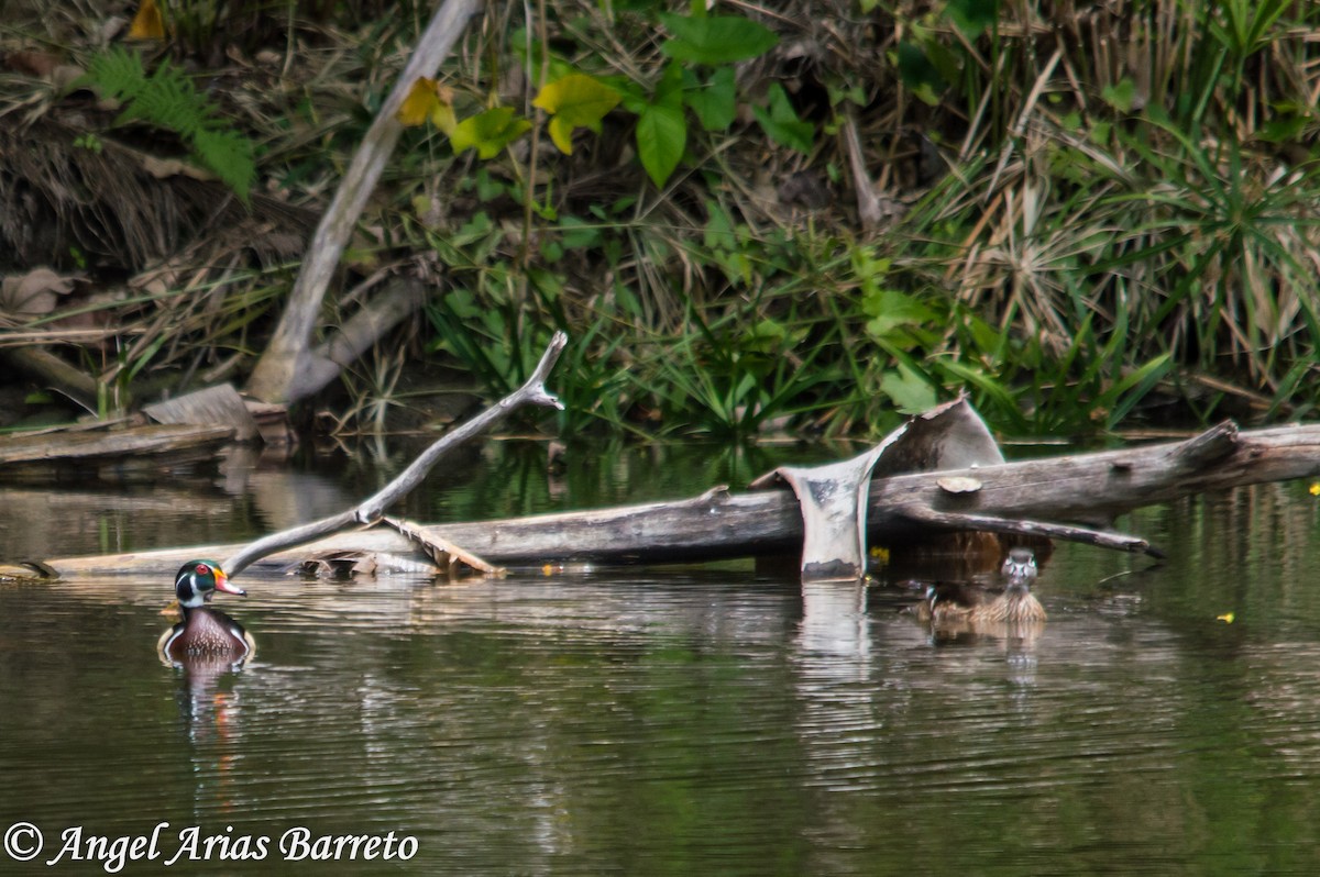 Wood Duck - Angel Arias