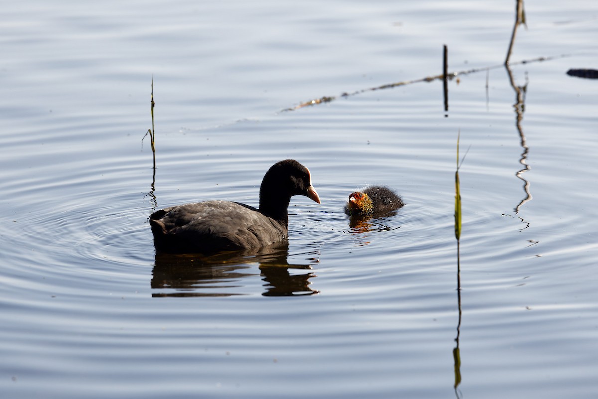 Eurasian Coot - ML448377541