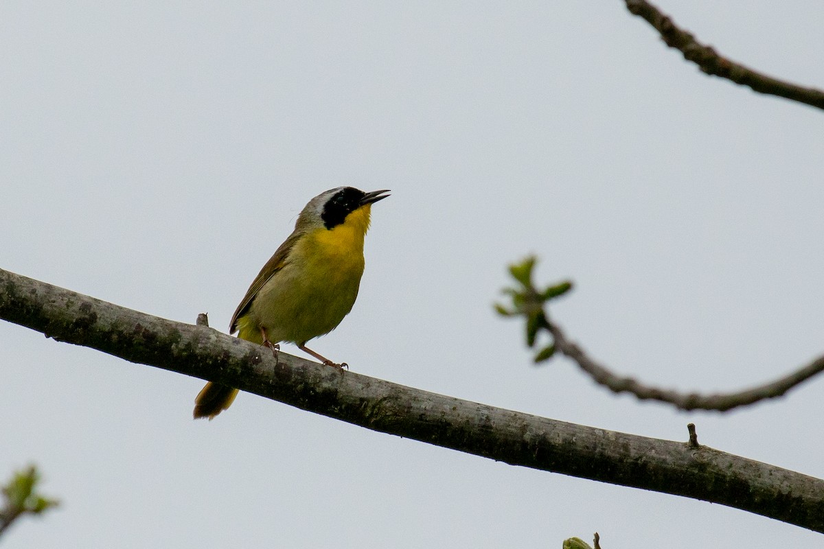 Common Yellowthroat - ML448378241