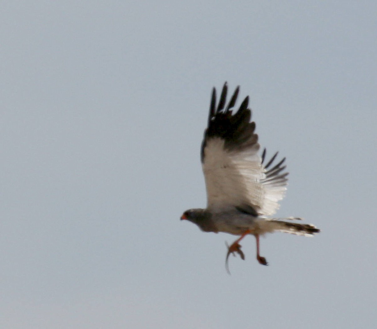 Pale Chanting-Goshawk - Andrey Vlasenko