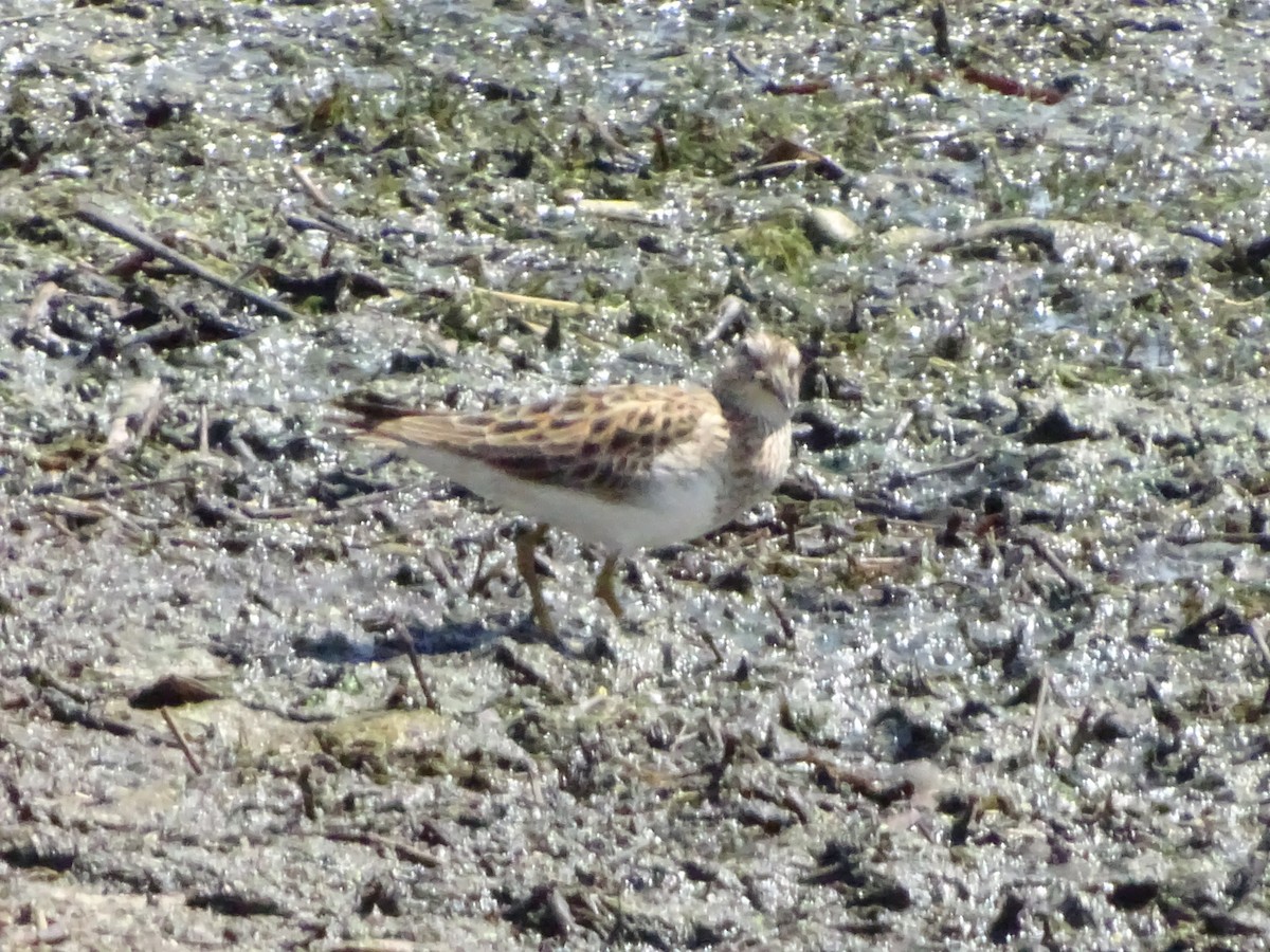 Pectoral Sandpiper - Denise Desmarais