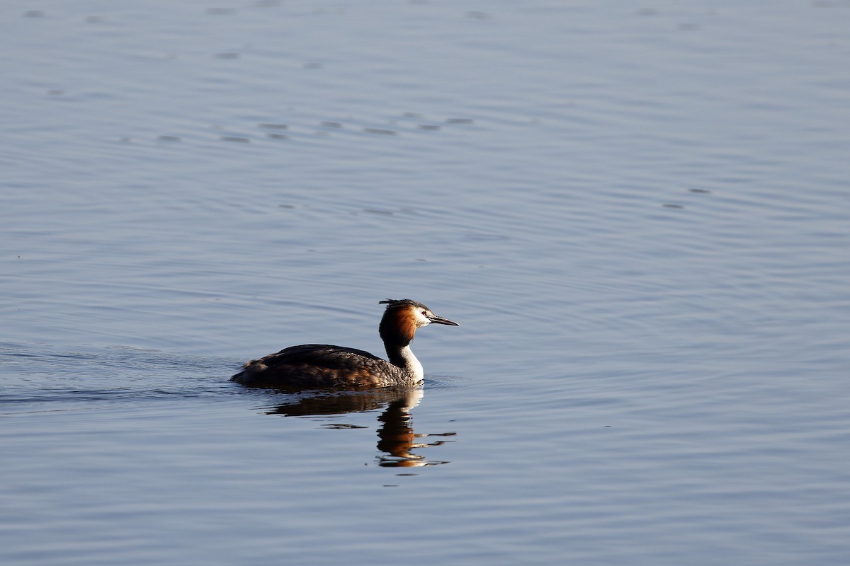 Great Crested Grebe - ML448379201