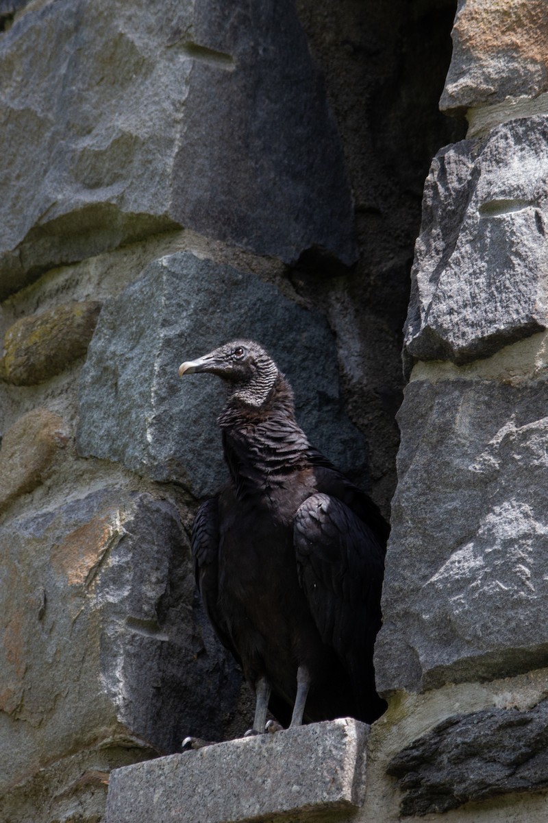 Black Vulture - Patrick Colbert Muetterties