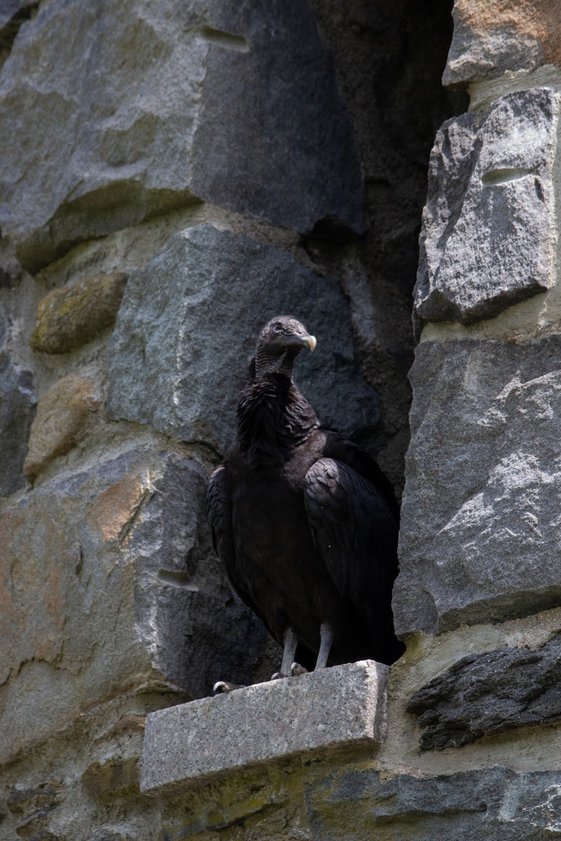 Black Vulture - Patrick Colbert Muetterties