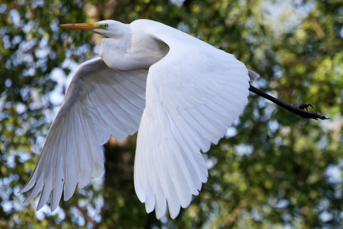 Great Egret - ML448381931