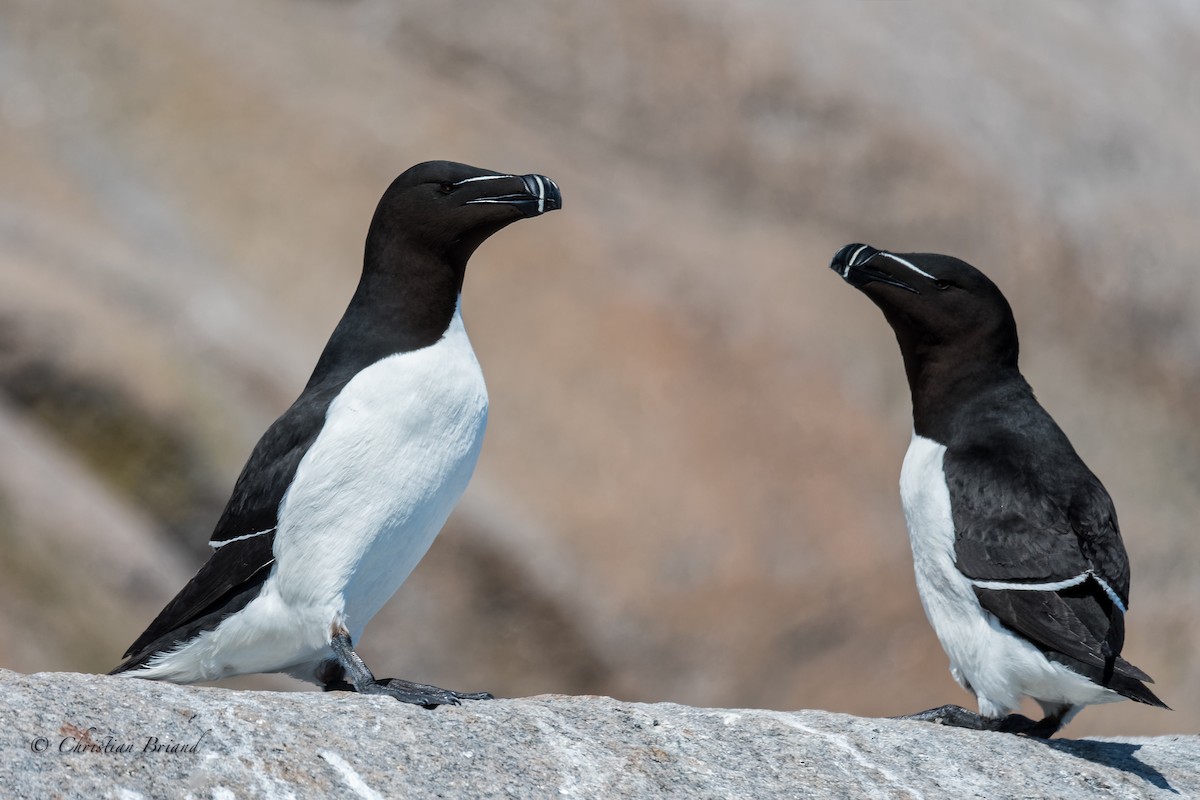 Razorbill - Christian Briand