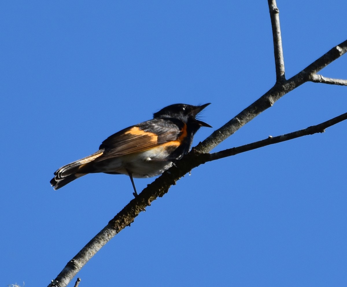 American Redstart - ML448382911