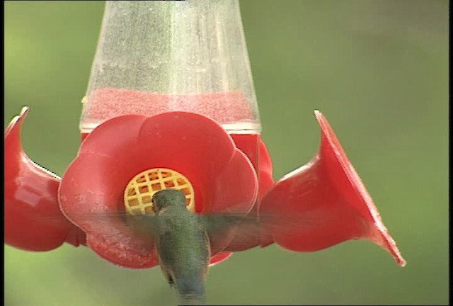 Lucifer Hummingbird - ML448383