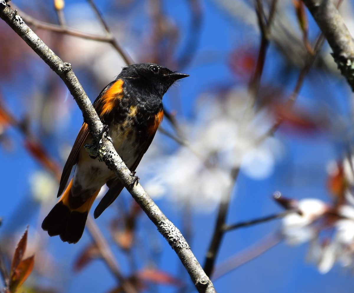 American Redstart - ML448383001