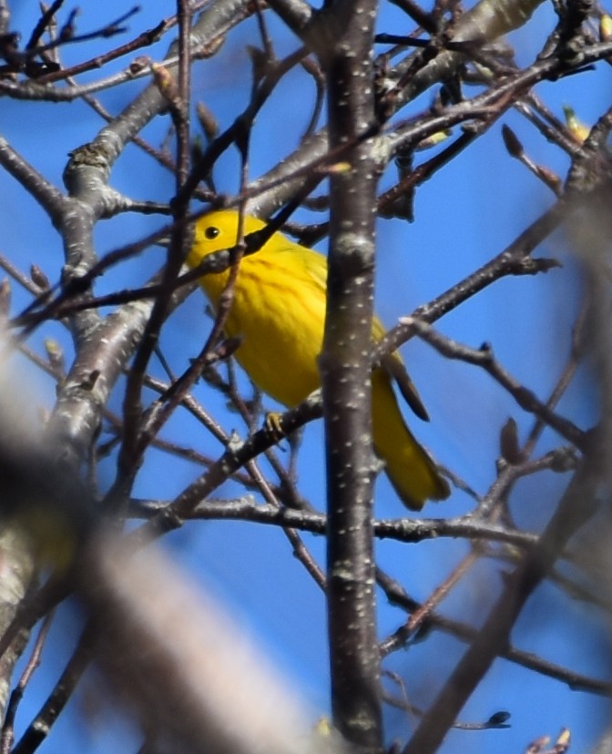 Yellow Warbler - ML448383051