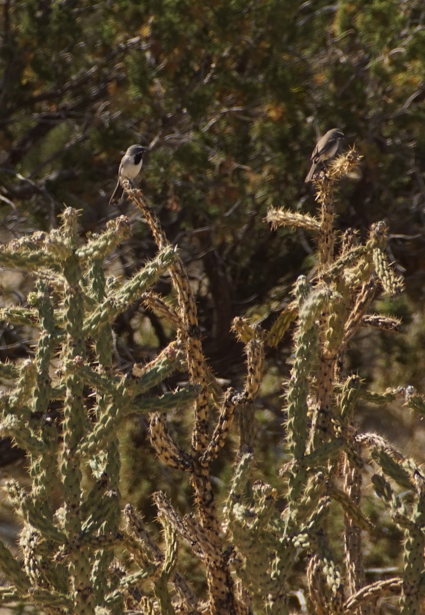 Black-throated Sparrow - ML448383891