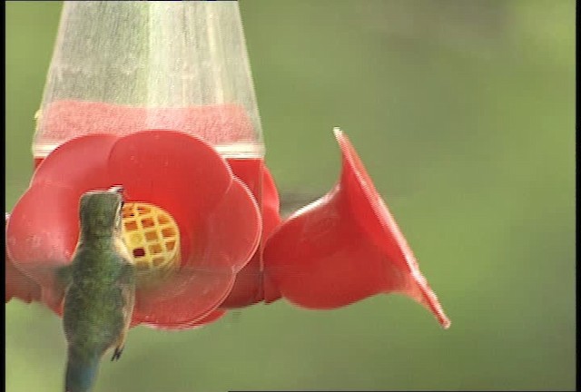 Lucifer Hummingbird - ML448384