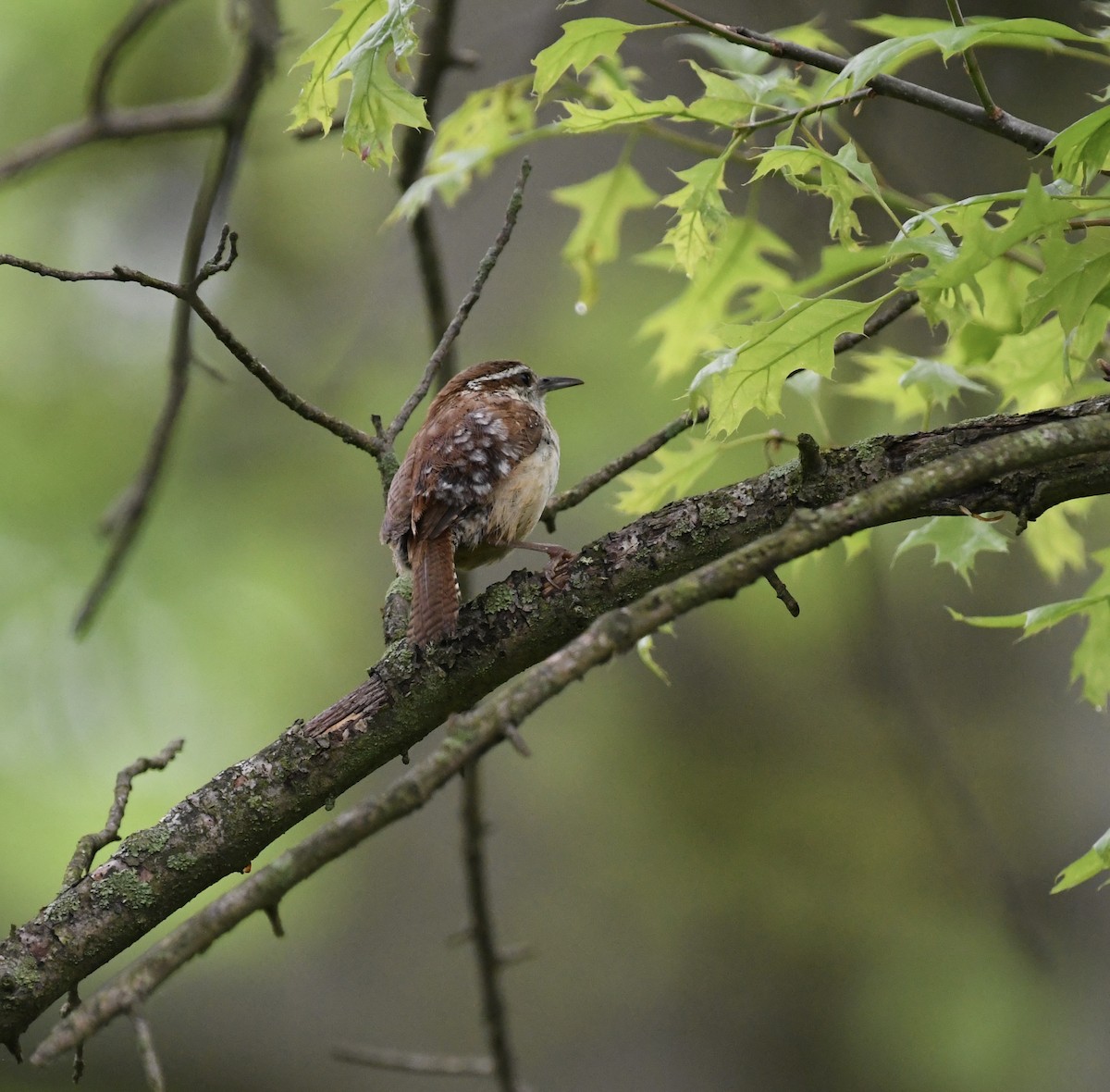 Carolina Wren - ML448384061