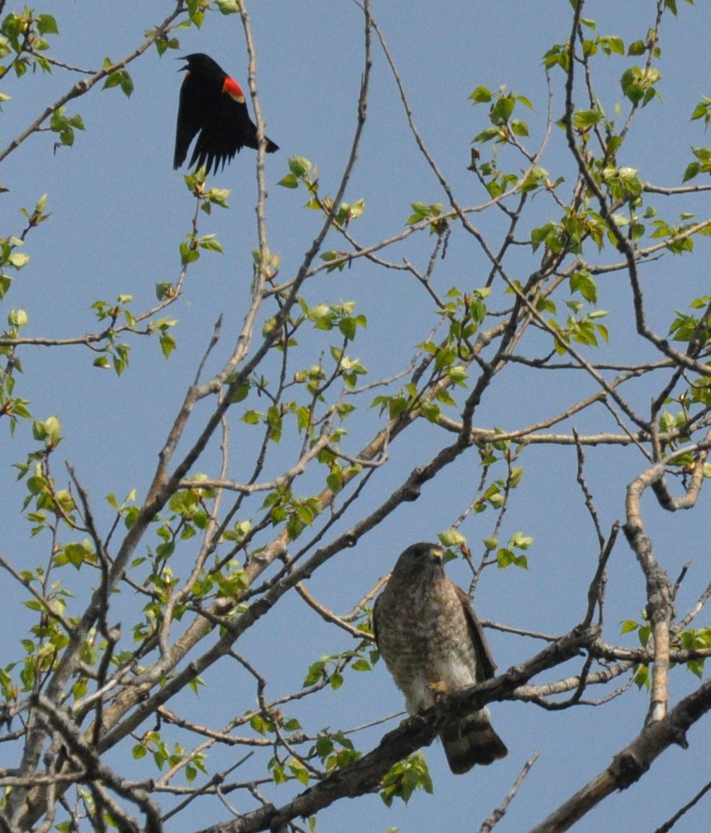 Broad-winged Hawk - ML448384821