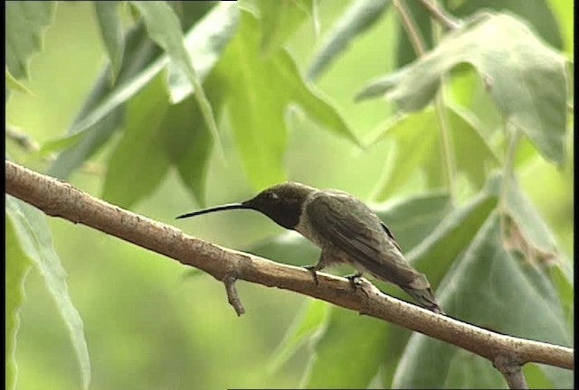 Black-chinned Hummingbird - ML448385