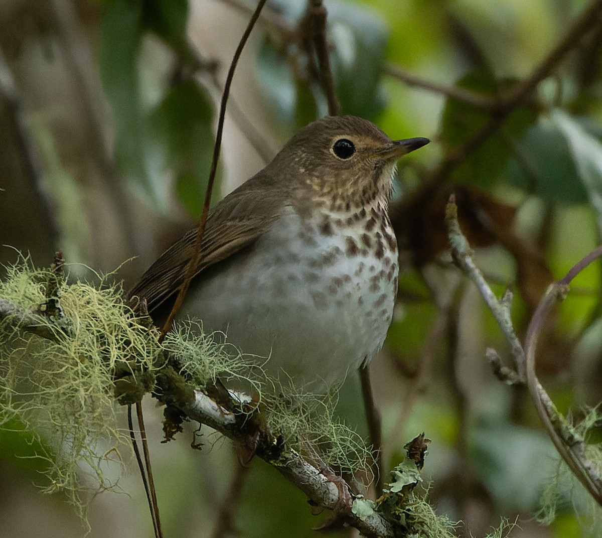 Swainson's Thrush - Mark Sawyer