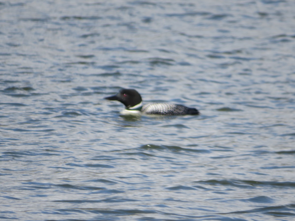 Common Loon - ML448385341