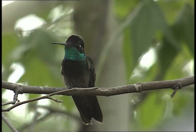 Violettkron-Brillantkolibri - ML448388