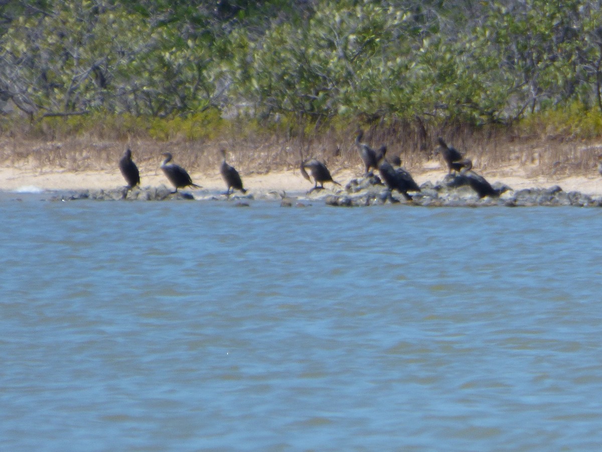 Cormorán Orejudo - ML44838821