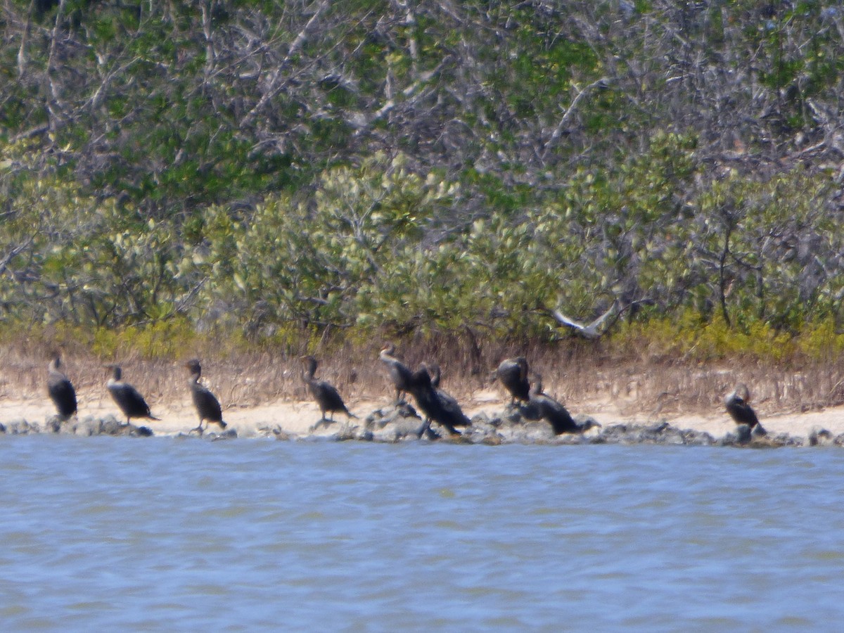 Cormorán Orejudo - ML44838861