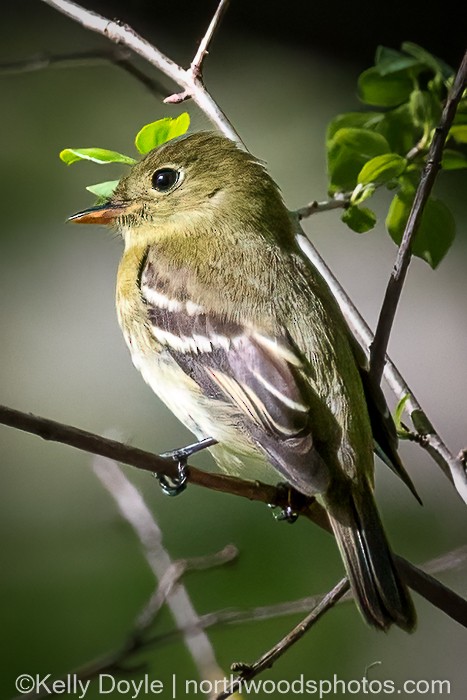 Yellow-bellied Flycatcher - ML448388841